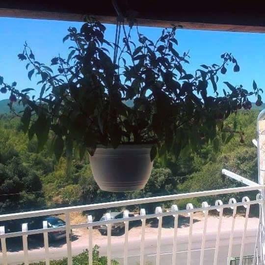 Apartments Lucija Solaris Šibenik Eksteriør billede